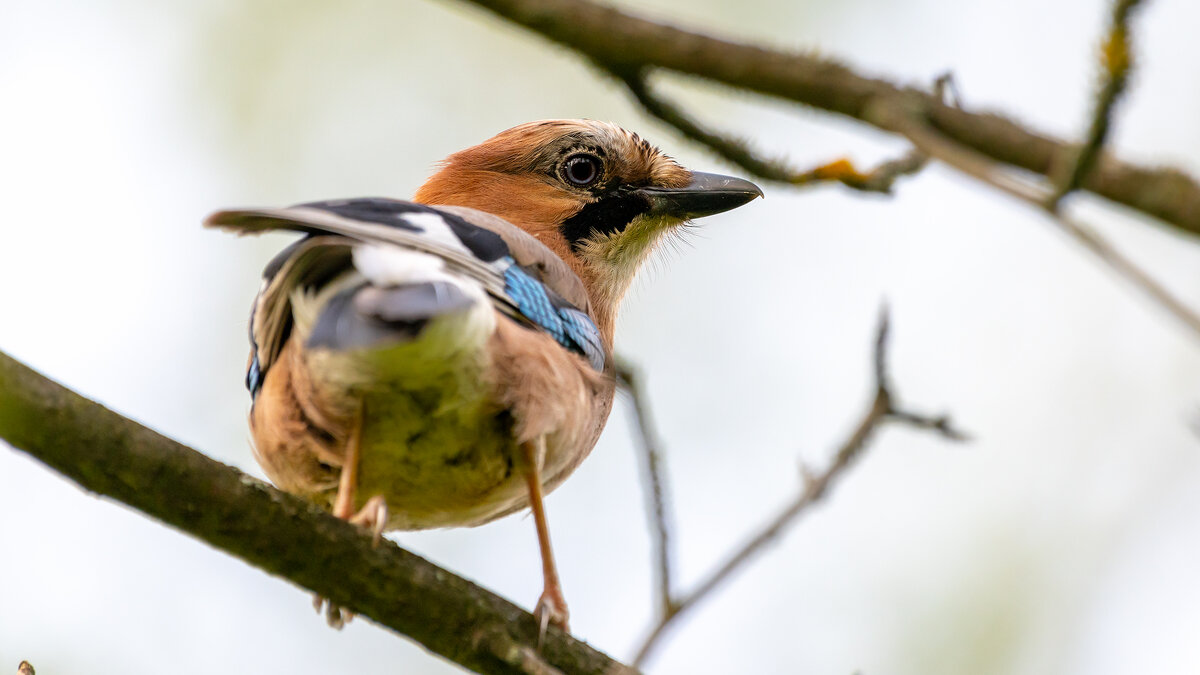 Сойка - Владимир Лазарев