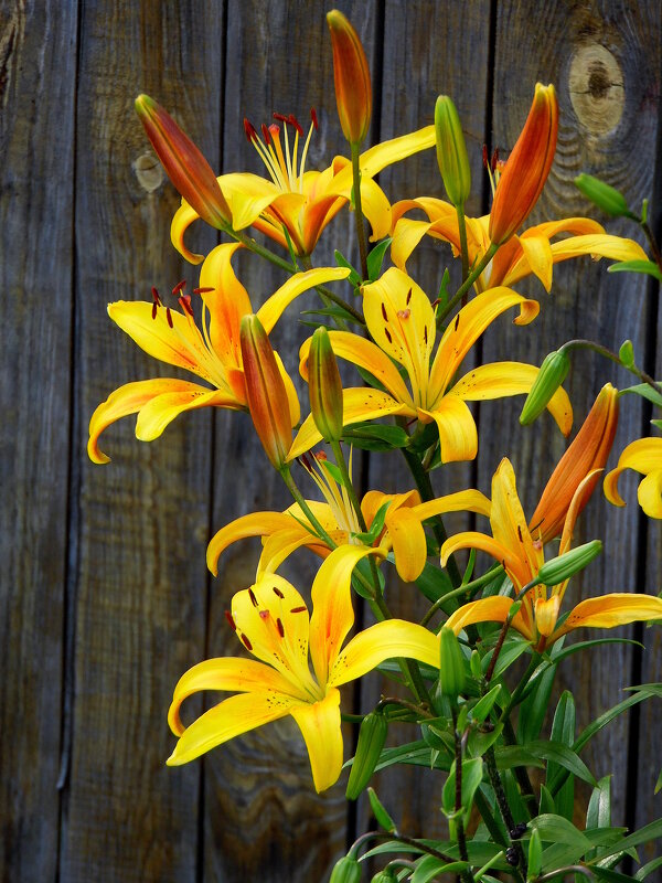 Жёлтые лилии - nadyasilyuk Вознюк Жёлтые лилии - nadyasilyuk Вознюк