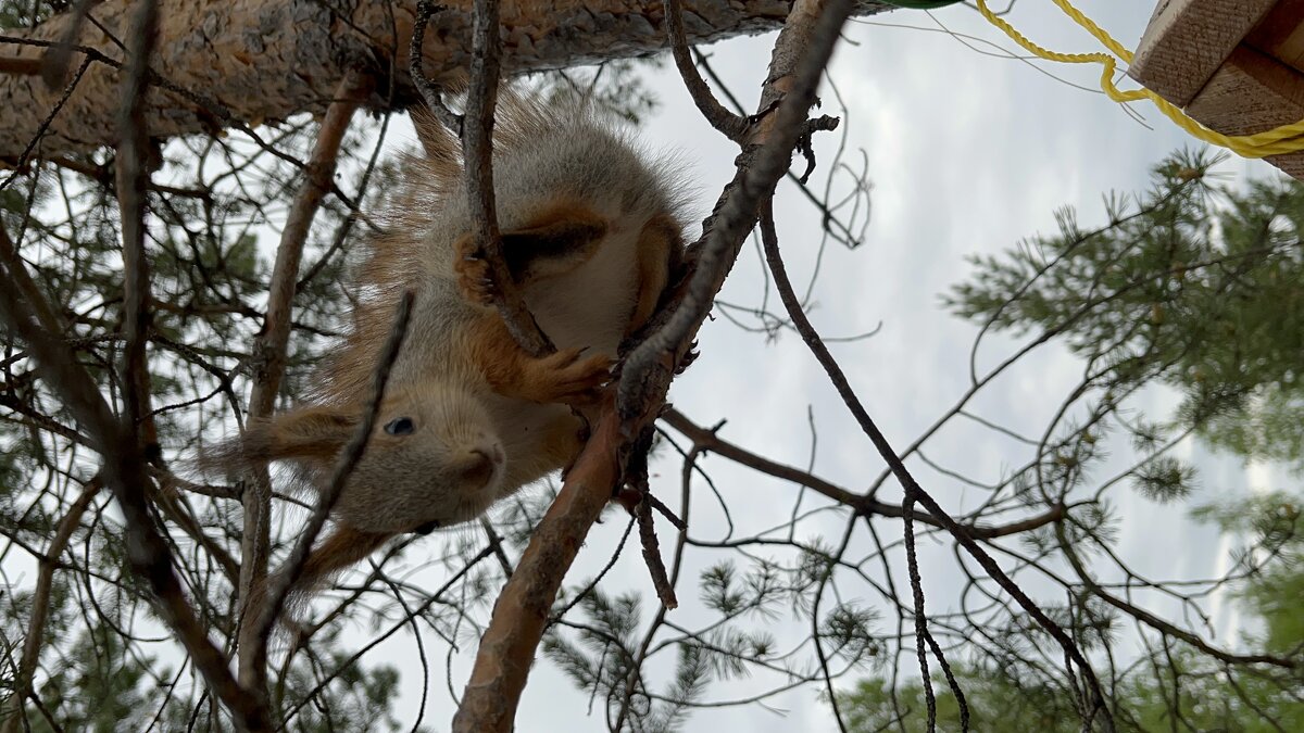 Моя белка - Эльвира Белянская Моя белка - Эльвира Белянская