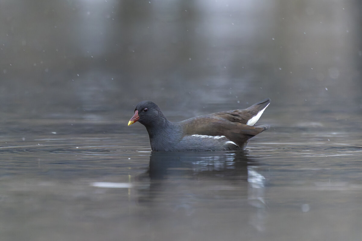 камышница - юрий макаров