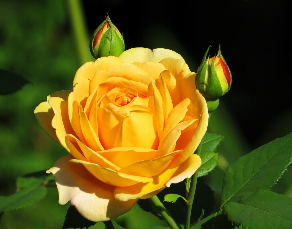 Королева красоты - Лариса С. Королева красоты - Лариса С.