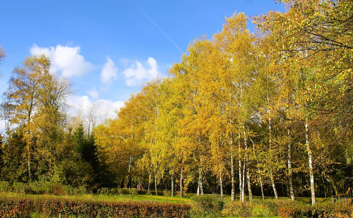 БЕРЕЗОВАЯ АЛЛЕЯ ОСЕНЬЮ - Валентина 