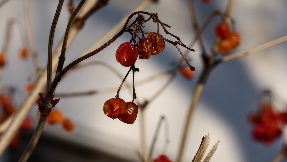 Зимние ягоды - Мариша 
