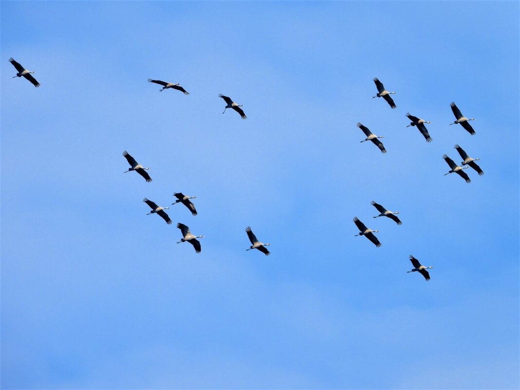 Летят журавли! - Ольга Митрофанова