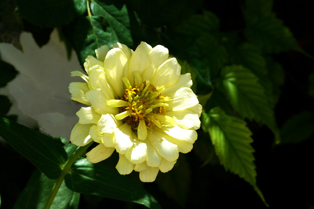 Циния  жёлтая - Валентин Семчишин