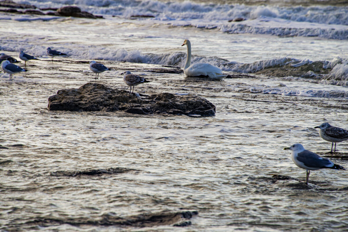 Птицы - Анатолий Чикчирный