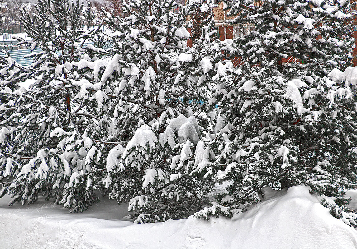 Снежный январь - Светлана 