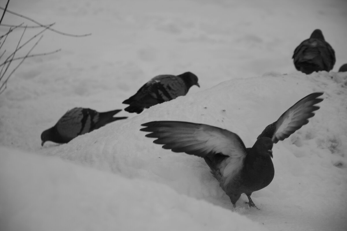 Голубь в движение - Мария Яковлева