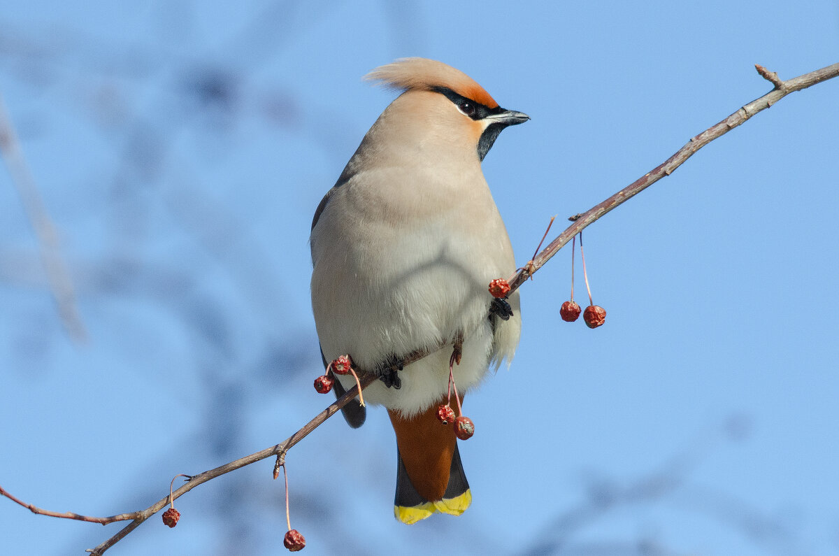 Свиристель - Виктор Иванович Чернюк Свиристель - Виктор Иванович Чернюк