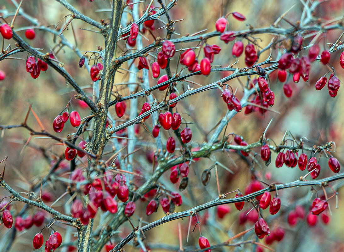 Январский урожай - Юрий Яловенко Январский урожай - Юрий Яловенко