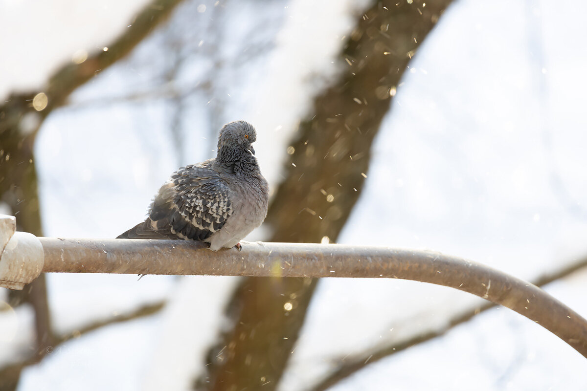 Голубь - Александр Синдерёв