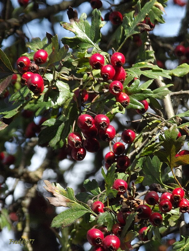 Боярышник - Freddy 97