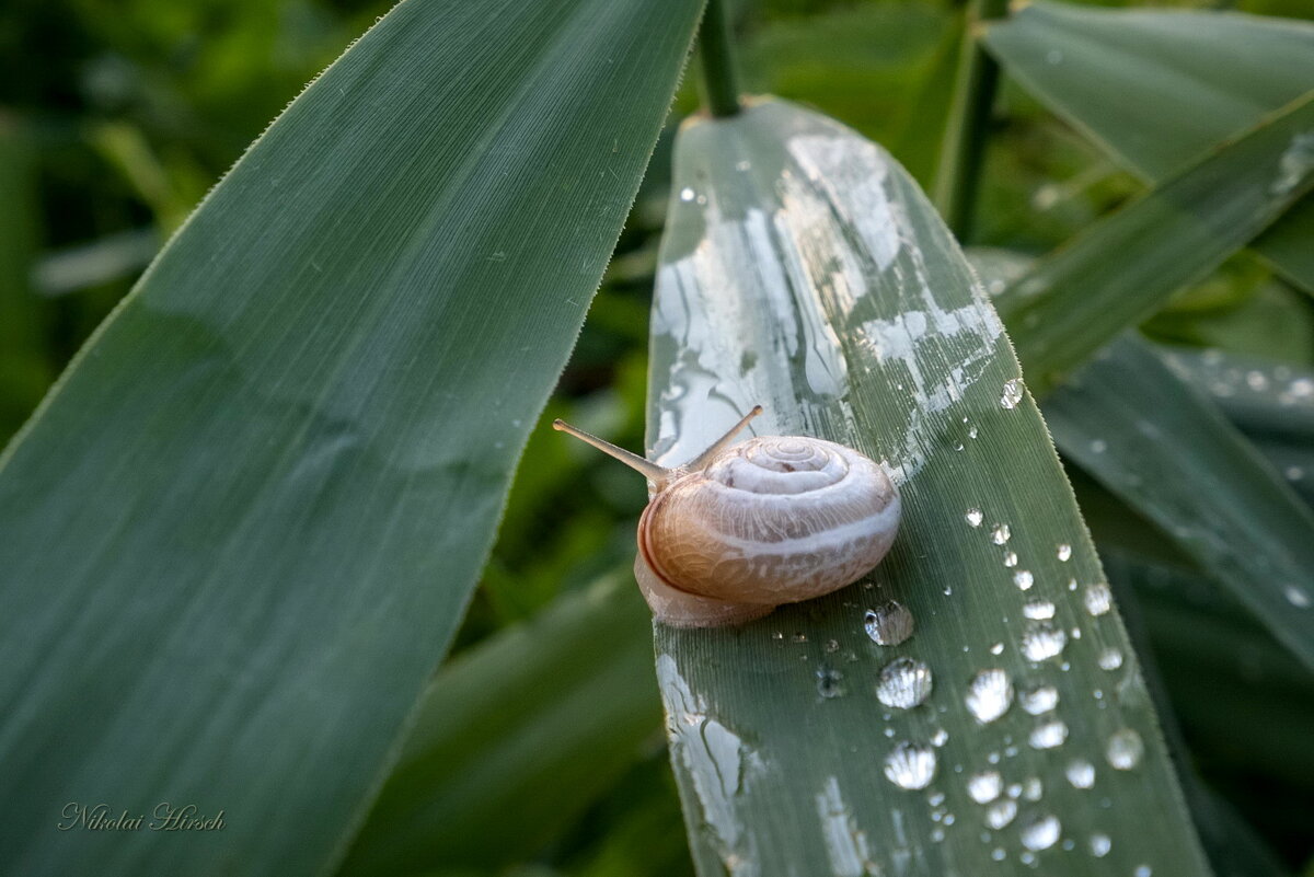 Испить водицы... - Николай Гирш