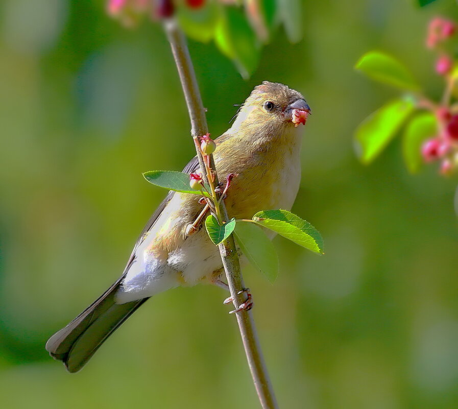 вкусный летний вечер... - Andrey Bragin вкусный летний вечер... - Andrey Bragin