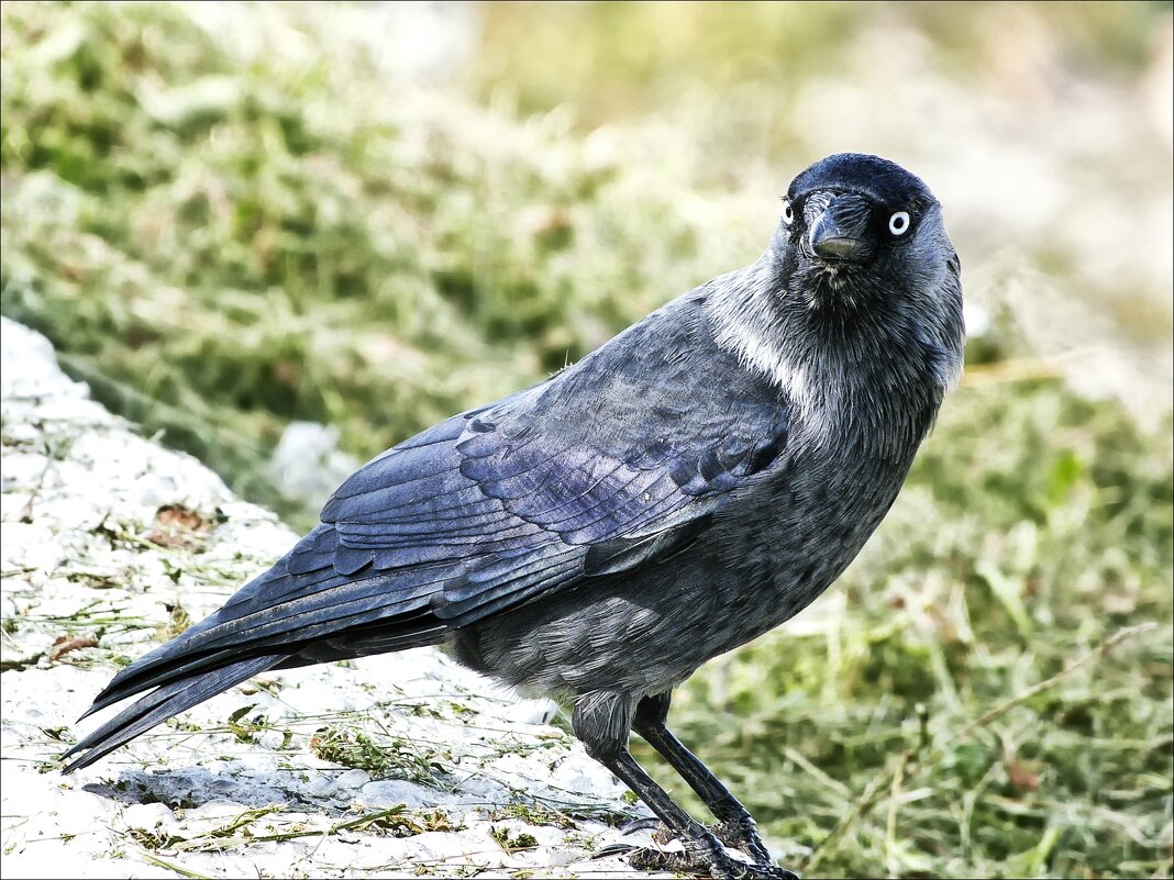 Галка -  примечательная птица - Валентина *