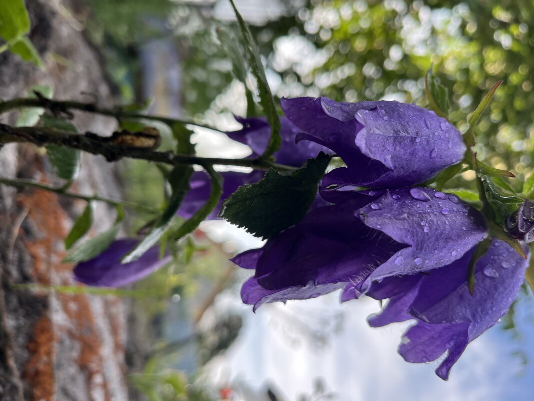 Колокольчик - Эльвира Белянская Колокольчик - Эльвира Белянская