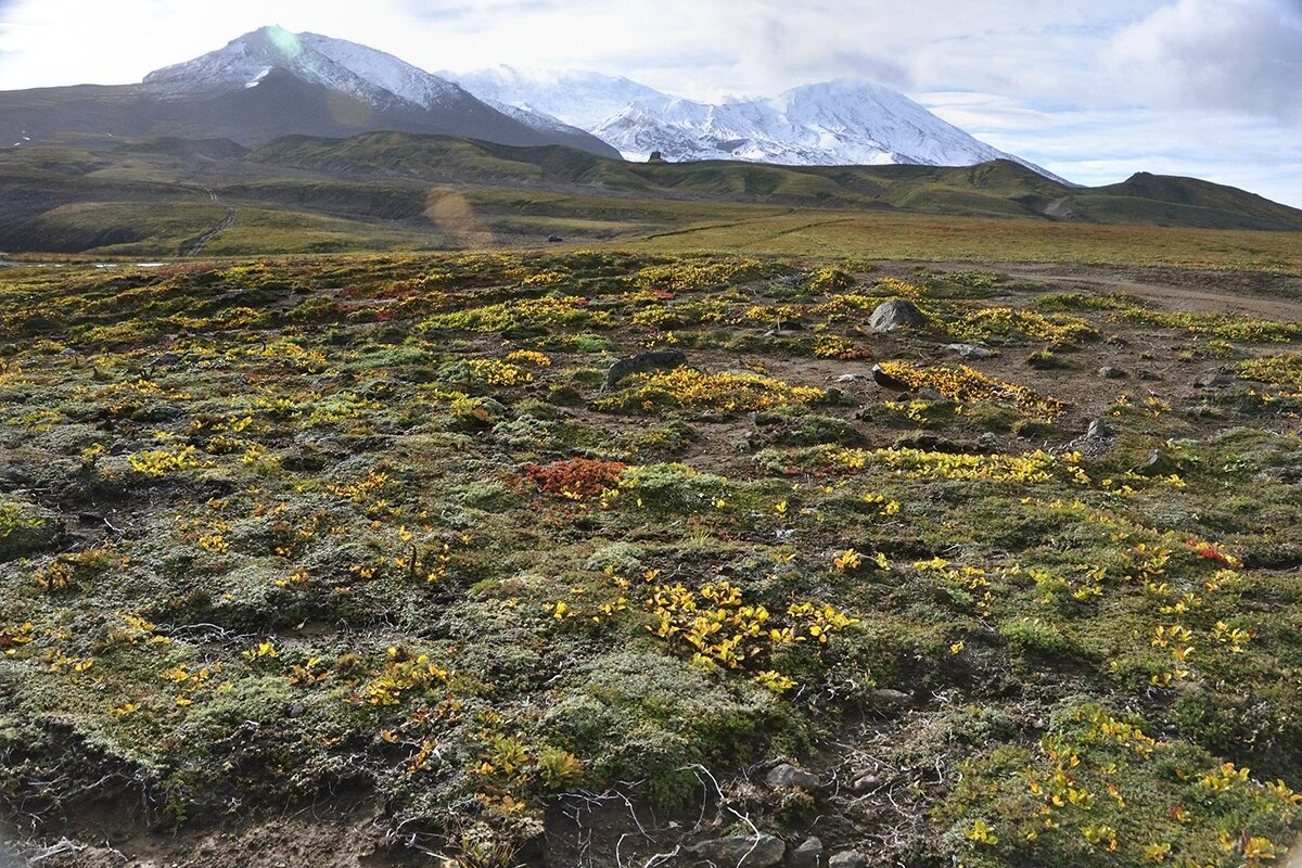 Тундра Камчатки - Марина Виноградова