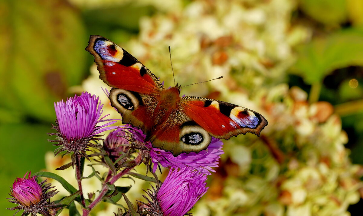 опять про бабочек...364 - Александр Прокудин