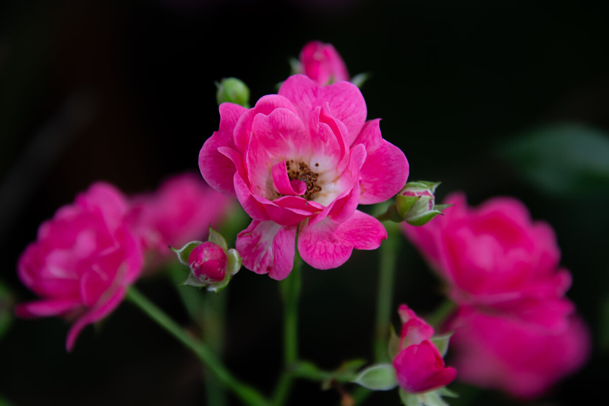 Freesie - Valziwa Freesie - Valziwa