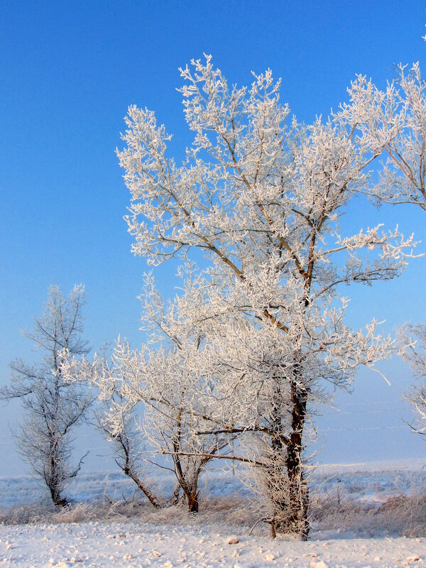 холодная красота. - nadyasilyuk Вознюк холодная красота. - nadyasilyuk Вознюк
