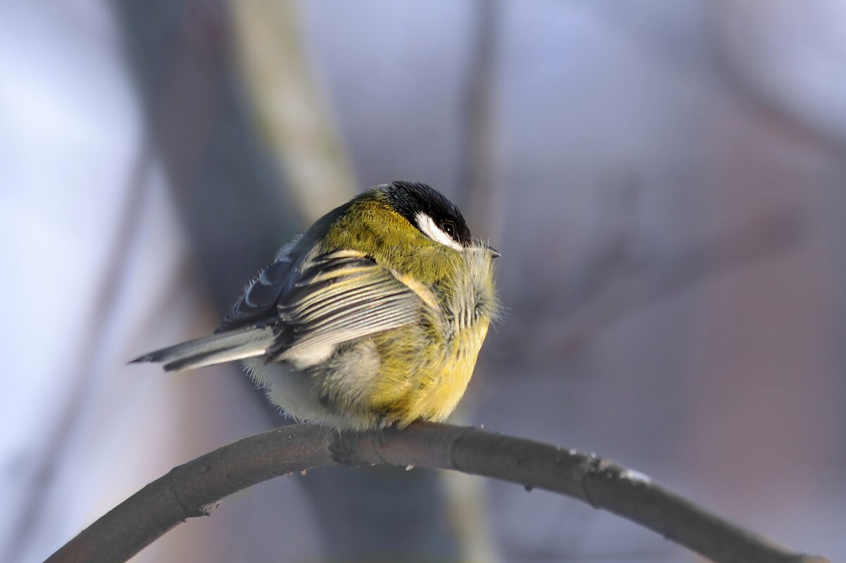 Не хочу фотографироваться. - Татьяна Бравая Не хочу фотографироваться. - Татьяна Бравая