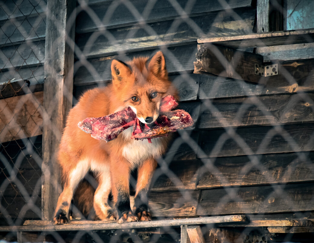 В клетке - Андрей C