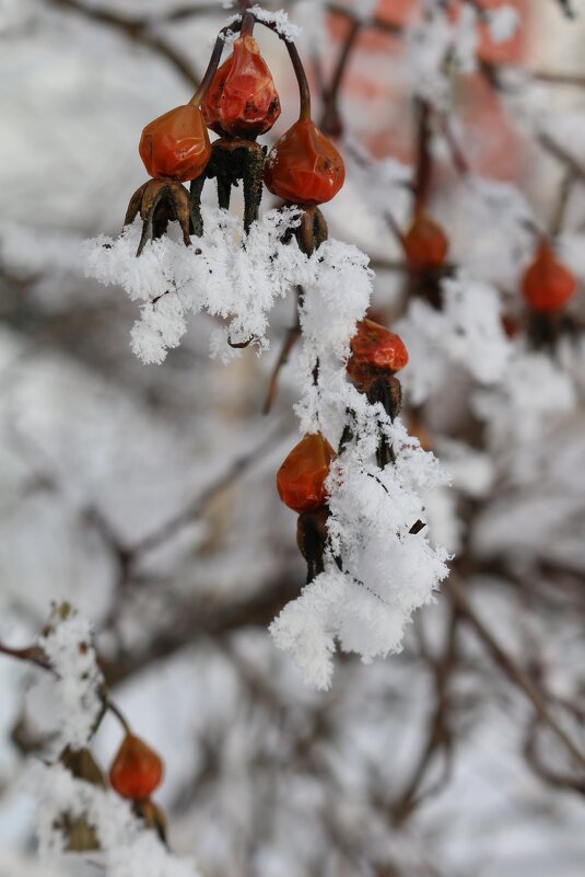 Зимний шиповник - Ольга Зимний шиповник - Ольга