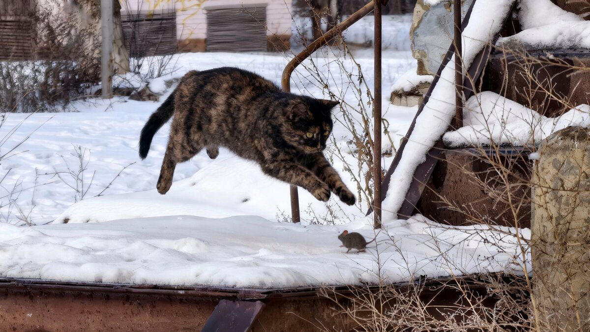 Прыжок - Мариша 