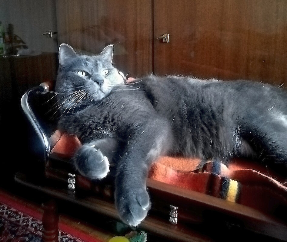 Московская жизнь кота - Ольга Довженко Московская жизнь кота - Ольга Довженко