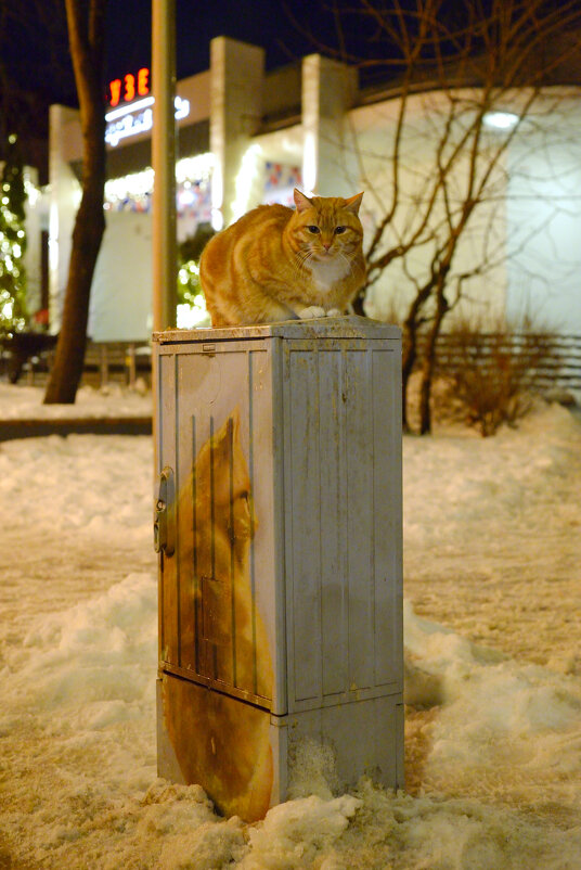 Зеленоградский кот. - Константин Белоногов