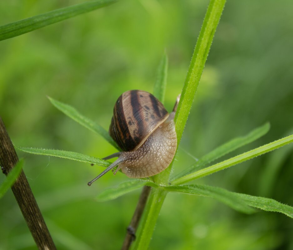 *** - Александр. AVG100 --- *** - Александр. AVG100 ---
