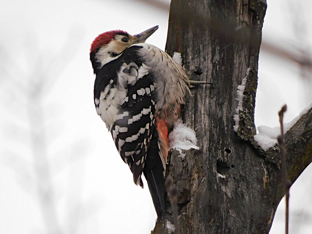 Белоспинный дятел - Лина Белоспинный дятел - Лина