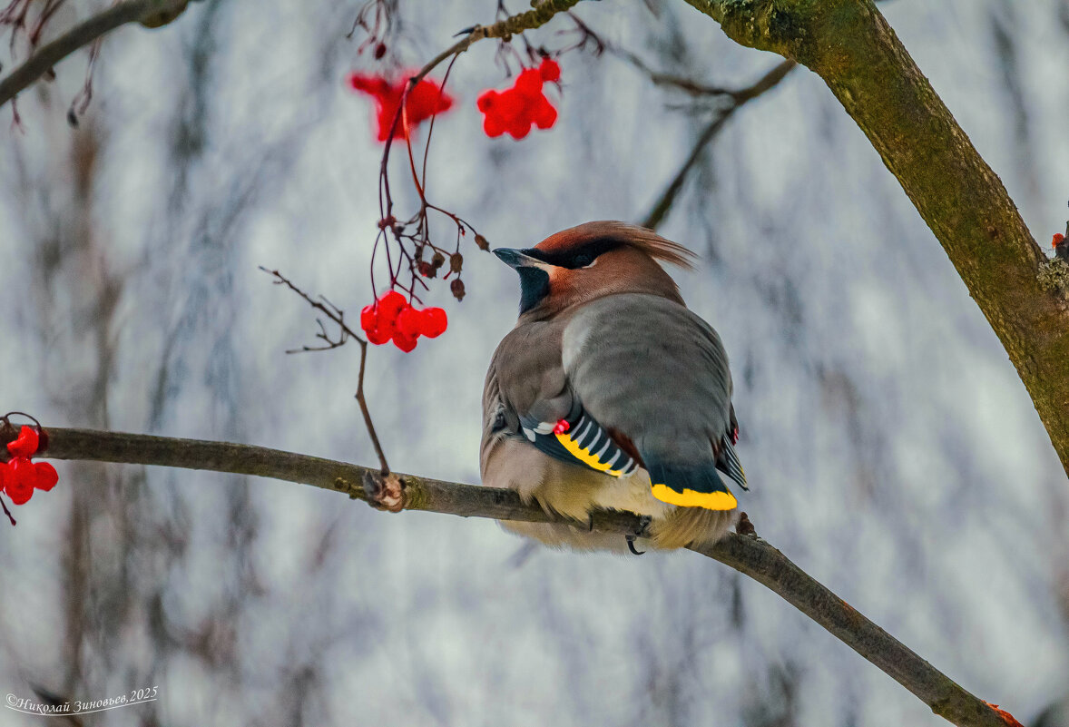 Свиристель - Николай Зиновьев