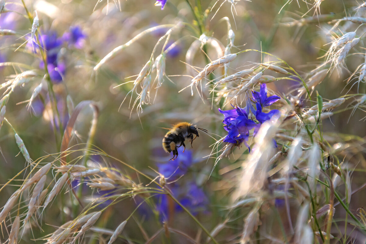 Как любо смотреть на июнь златокудрый, и знать, что все лето еще впереди. - Наталья Димова