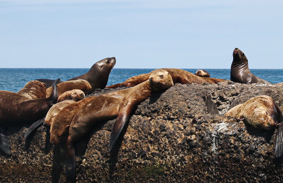 Сиеста. - Ирина Нафаня