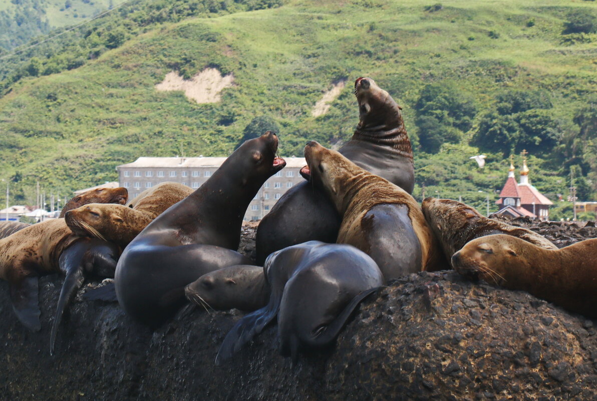 Разборки сивучей. - Ирина Нафаня