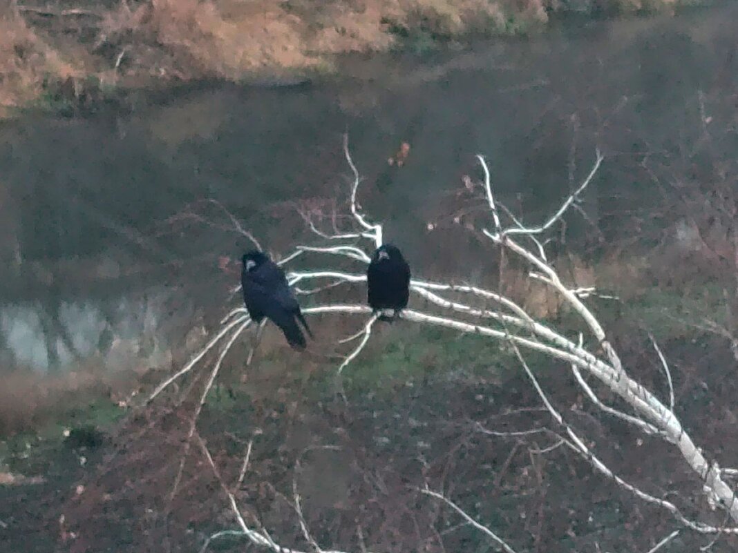 Грачи на дереве - Наталья (ShadeNataly) Мельник