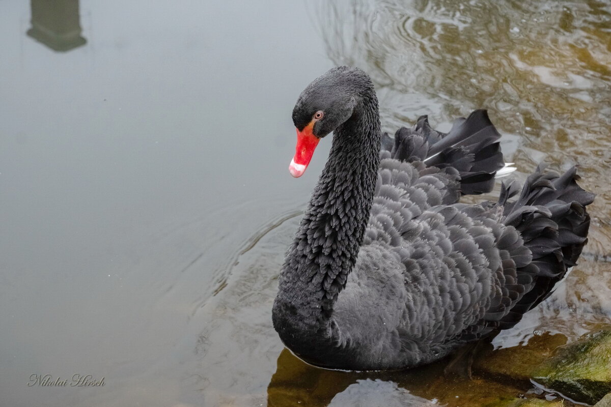 О чёрном лебеде... - Николай Гирш