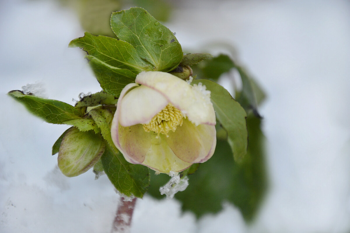 Морозник - Надежда Куркина 