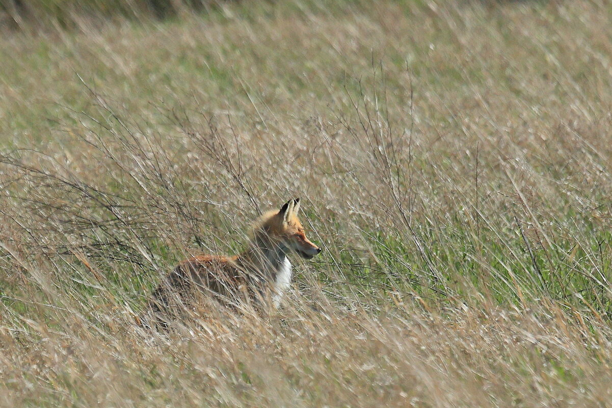 Солнечный лис - Владилен Панченко