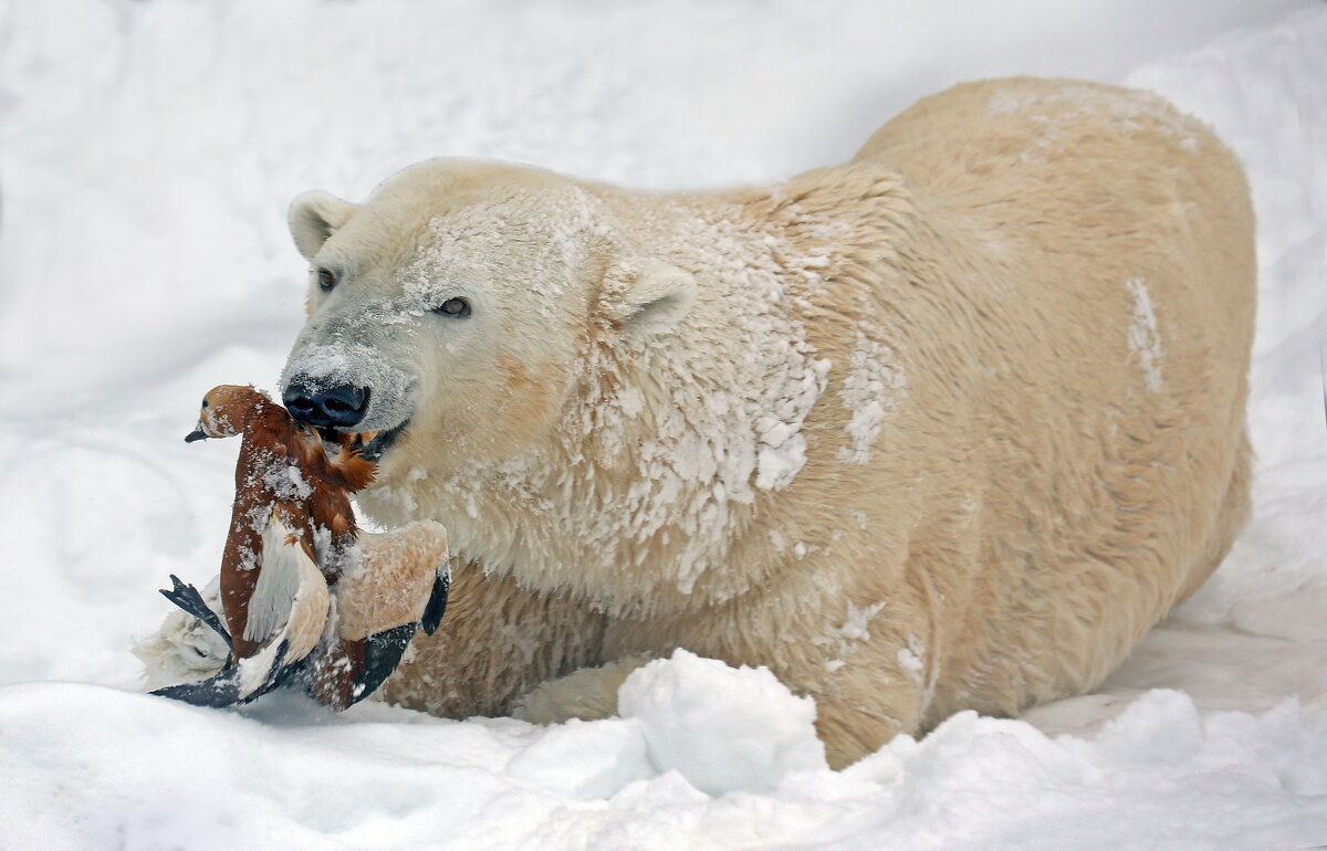 29 января - Михаил Бибичков