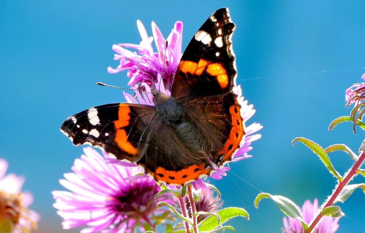 опять про бабочек...369 - Александр Прокудин