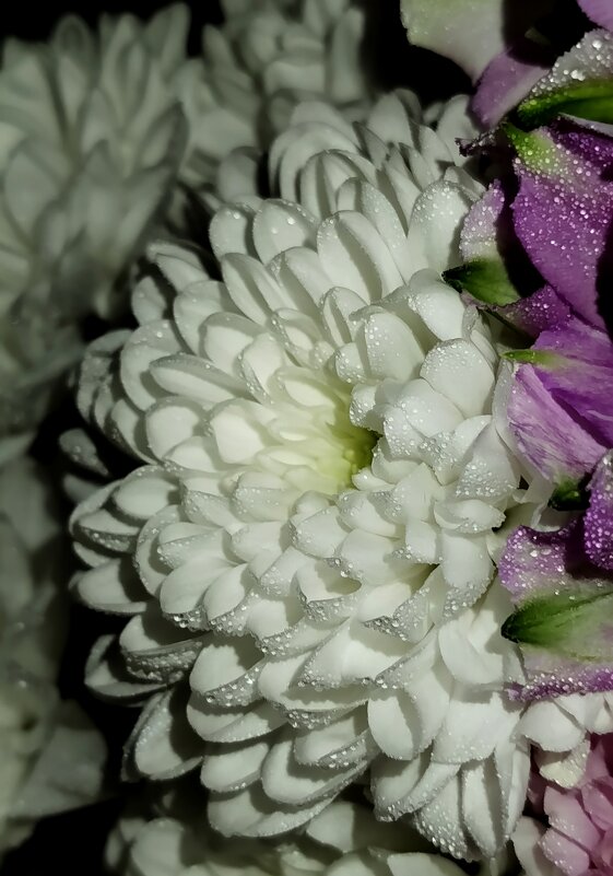 В капельках - светлана льдокова