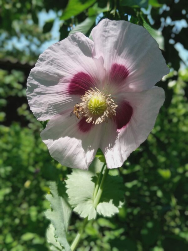 Мак - Татьяна Пальчикова