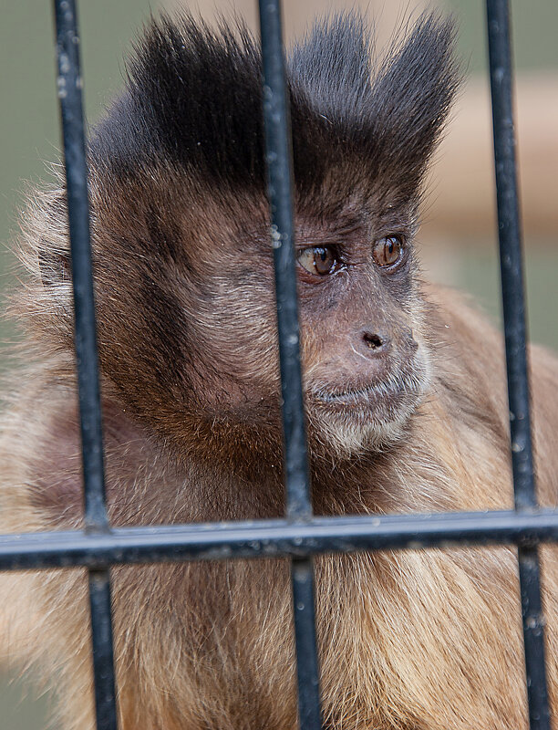 Всего то один банан украла... - Valziwa 