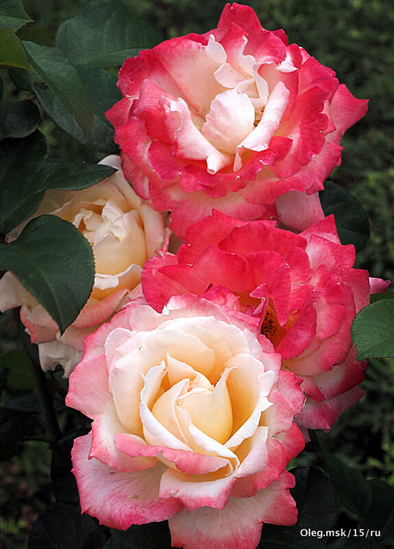 они на радость нам даны - Олег Лукьянов они на радость нам даны - Олег Лукьянов