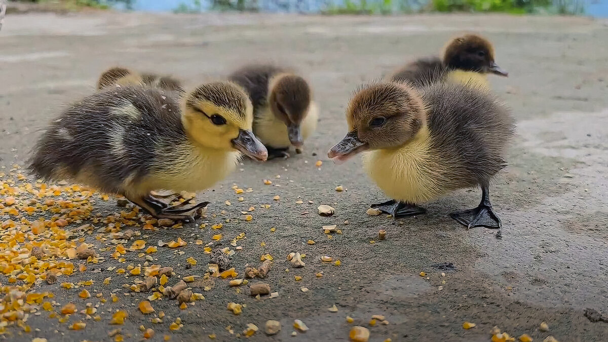 Утята мускусные индоутки - Aleksey Afonin