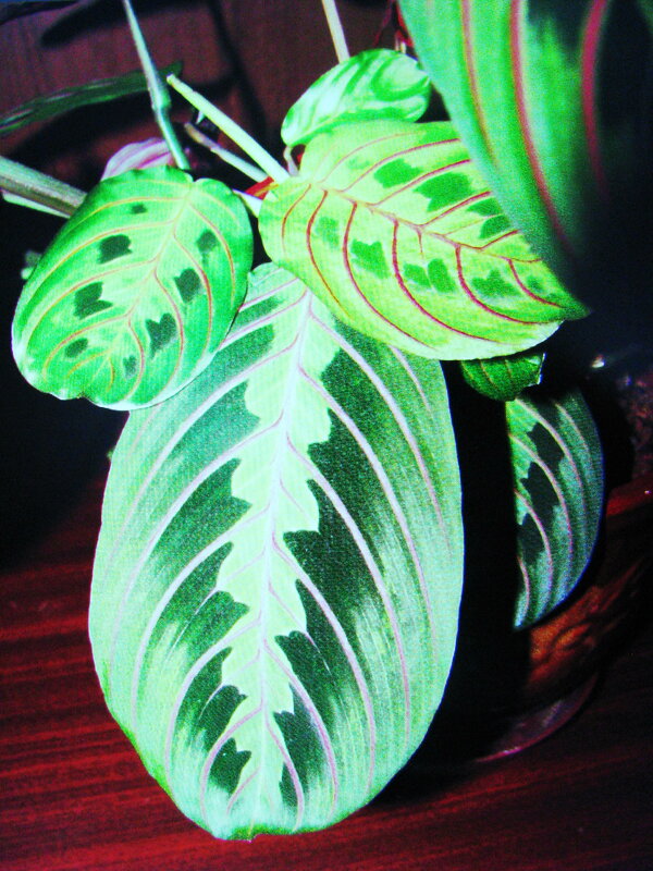 Моя маранта - Людмила Смородинская