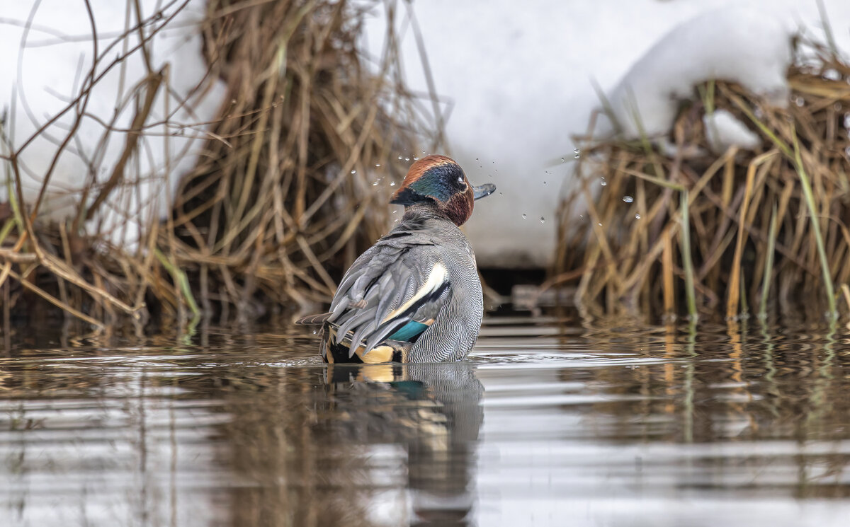 чирок свистунок - юрий макаров