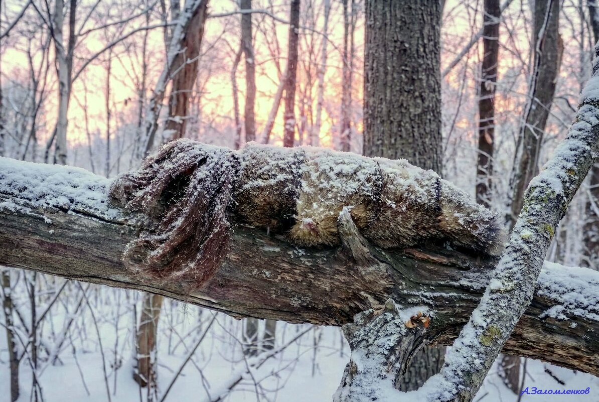 Зимний лес всегда полон неожиданностей... - Андрей Заломленков Зимний лес всегда полон неожиданностей... - Андрей Заломленков